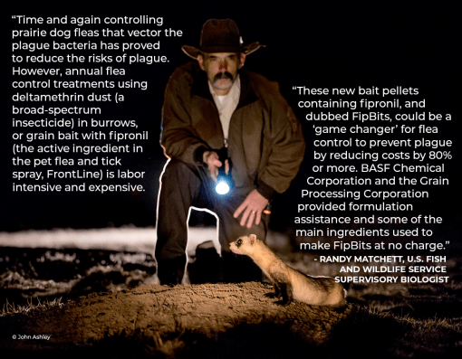Photo of Randy Matchett (USFWS) shinning a flashlight on a black-footed ferret, overlaid with a quote from him.