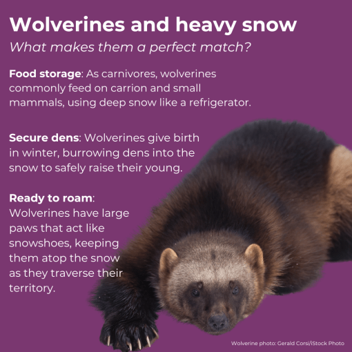 A purple-background with a photo of a wolverine and text explaining why wolverines and snow are a perfect match. Food storage, secure dens and ready to roam.