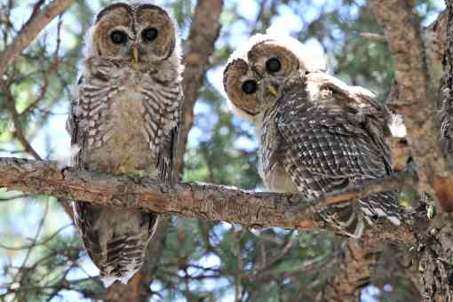 2013.07.29 - Mexican Spotted Owl fledglings - Arizona - Apache-Sitgreaves National Forest (CC BY-NC-ND 2.0)