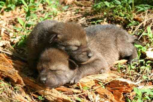Red Wolf Pups Cuddling