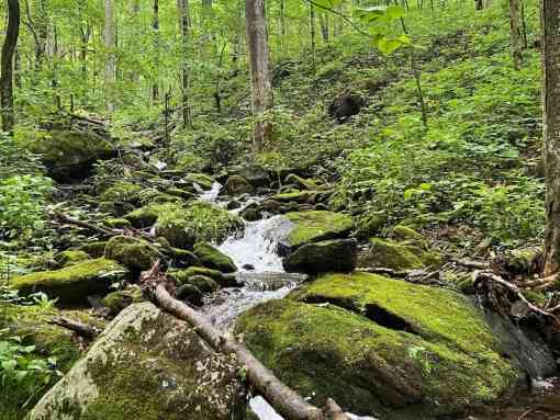 Stream running through a forest in Pisgah National Forest 