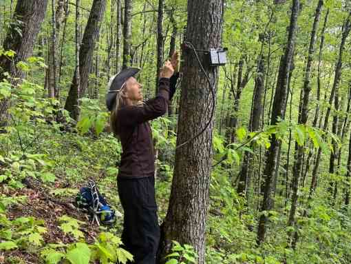 Tracy Davids setting up acoustic monitoring devices for cerulean warbler surveys in Pisgah National Forest