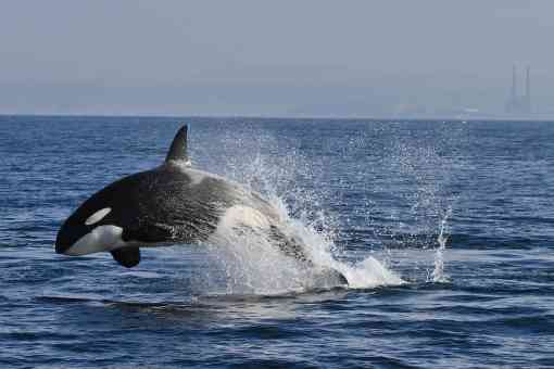 A Transient orca jumps out of the water, making an arch with its body. It's back half and tail are almost completely covered with a white wave, splash.