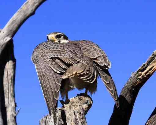 Prairie Falcon on a Branch