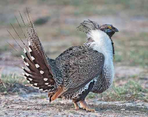 A male Greater sage-grouse in Montana