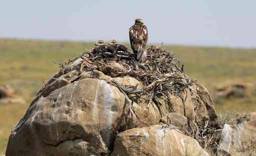 Ferruginous Hawk Nest