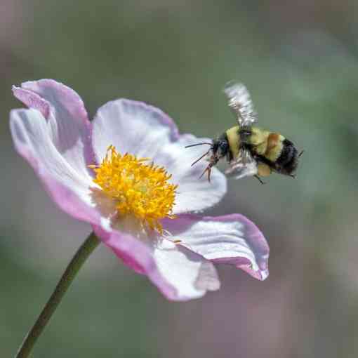 Rusty Patched Bumble Bee Pollinates on Anemone
