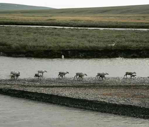 Caribou and Calves crossing a river at National Petroleum Reserve Alaska