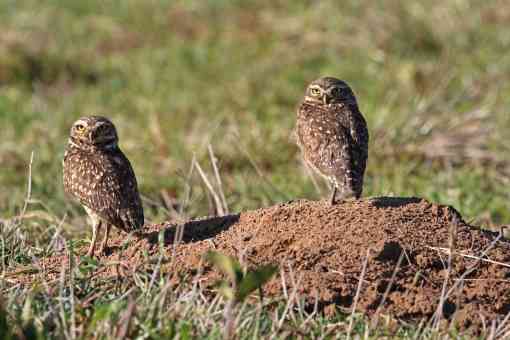 Two Burrowing Owls On Dirt Mound