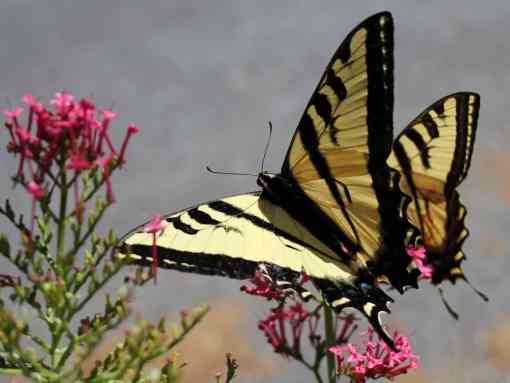 Tiger Swallowtail Butterflies on wildflowers 