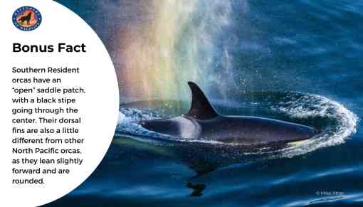 A graphic with a bonus fact on it and a photo of an orca breaching the waters surface. The mist from this orcas breath of air makes a rainbow.
