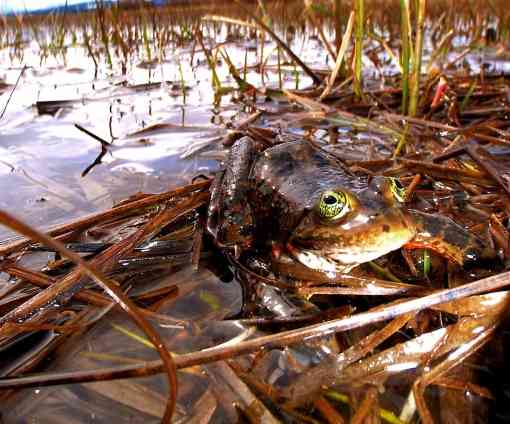 Oregon Spotted Frog in pond 