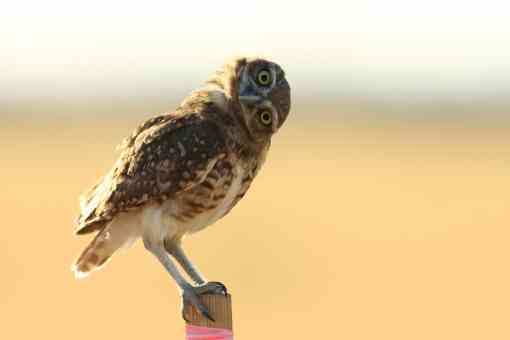 Burrowing Owl head tilt