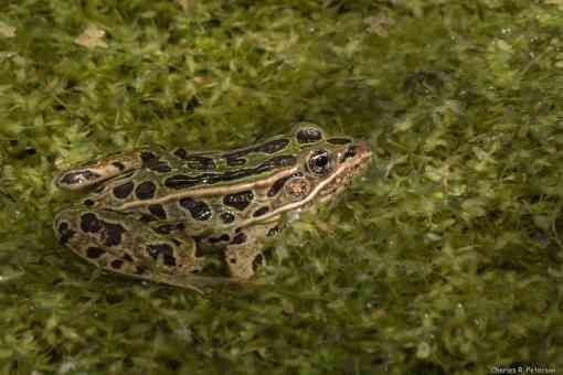 Northern Leopard Frog in Pond Weeds