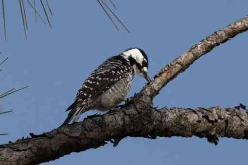 Red-cockaded woodpecker on a branch foraging for food