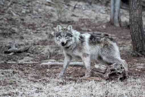 Mexican Gray Wolf returned to its territory during the 2019. The wolf stands at the bottom of a hill with trees behind it.