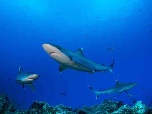 Group of oceanic whitetip sharks circling over reef