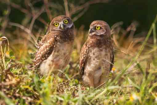 Two burrowing owls standing together in grass.