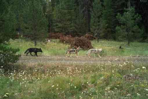 Fivemile Pack gray wolf pups in Morrow County Oregon
