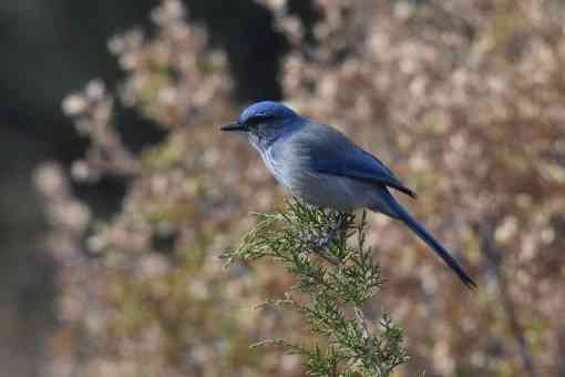 Woodhouse's Scrub Jay perched on a tree branch 