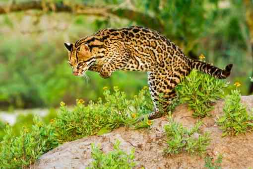 Ocelot jumping