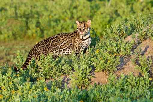 Ocelot standing in the sun