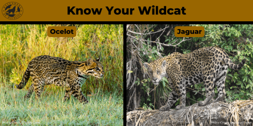 Know Your Animal Ocelot vs Jaguar