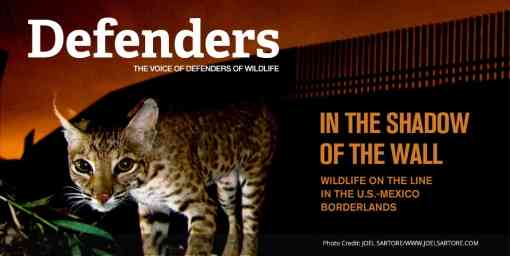 In the Shadow of the Wall: Wildlife on the line in the U.S.-Mexico borderlands