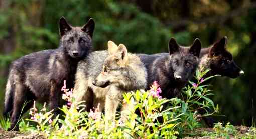 wolf pups, Larry Travis