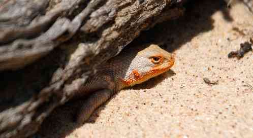 dunes-sagebrush-lizard-Mark-L-Watson-Flickr.jpg