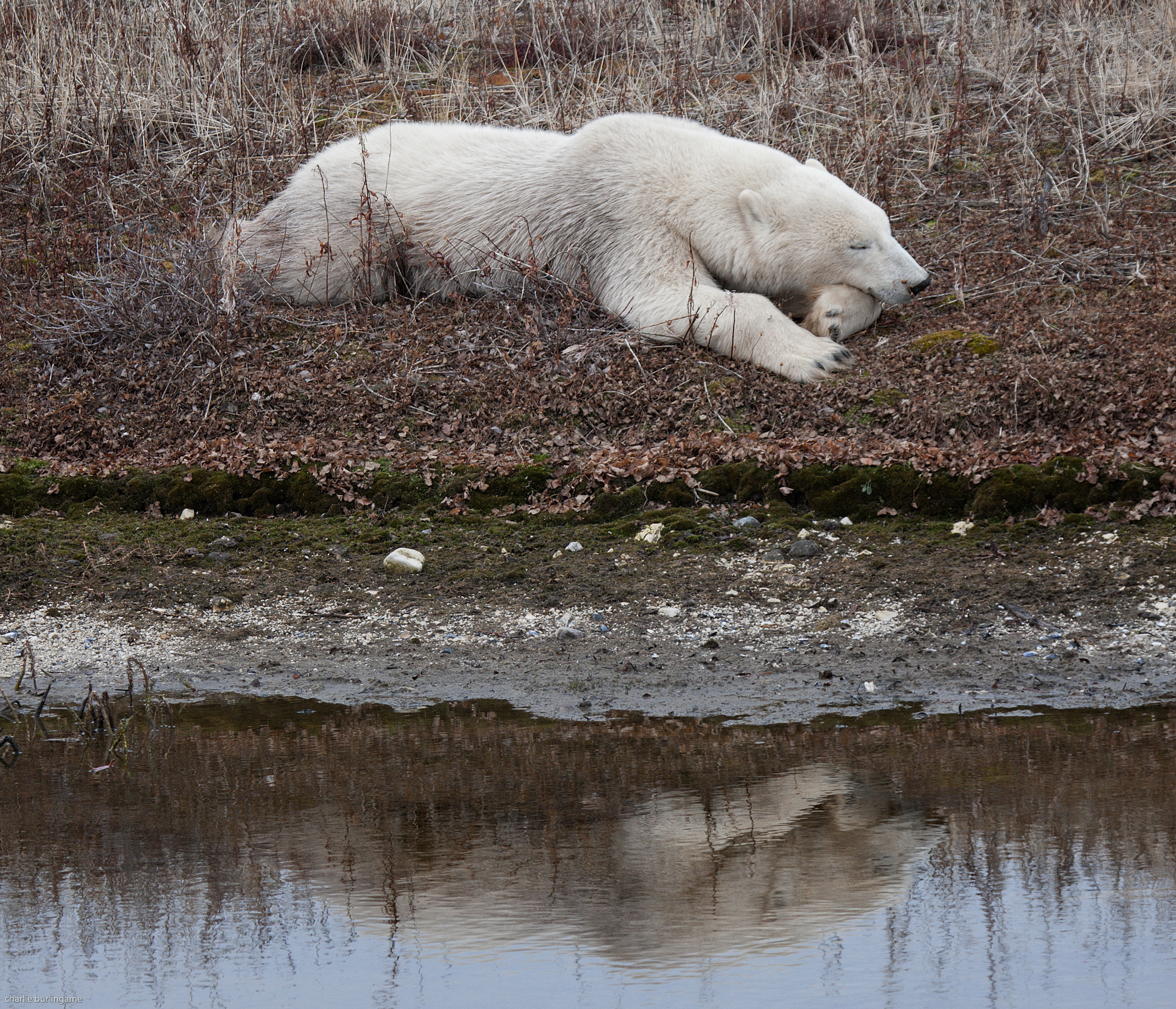 The Shocking Reality Pollutions Impact On Polar Bears - 44dwdnd