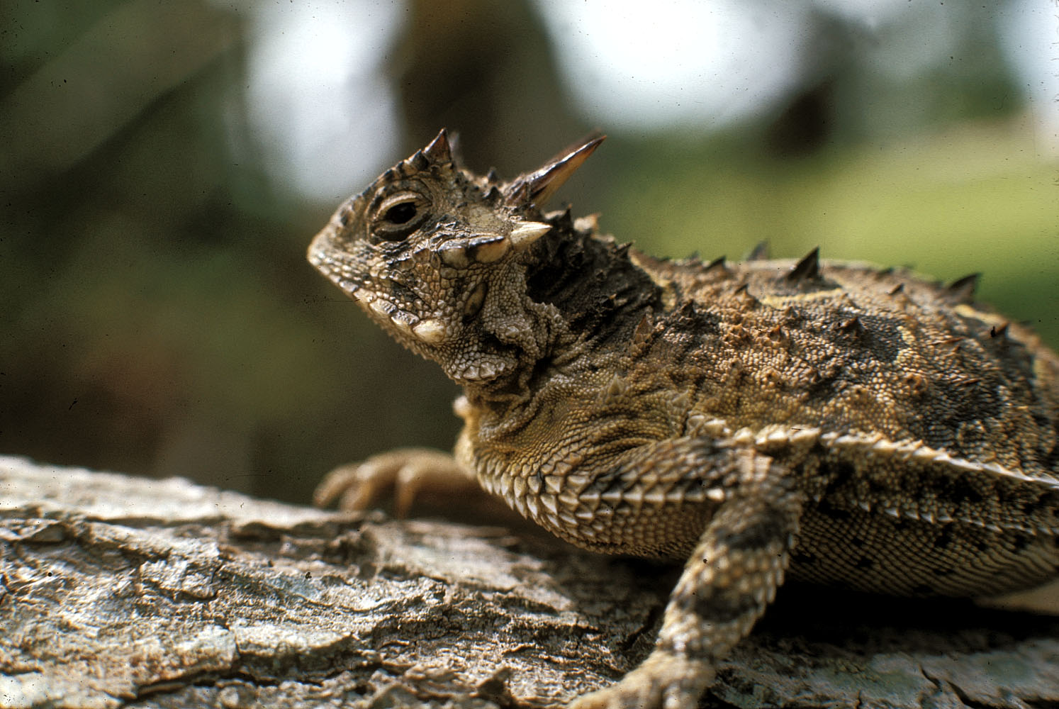 Shooting Blood from Their Eyes Doesn’t Scare Off the Pet Trade: Desert ...