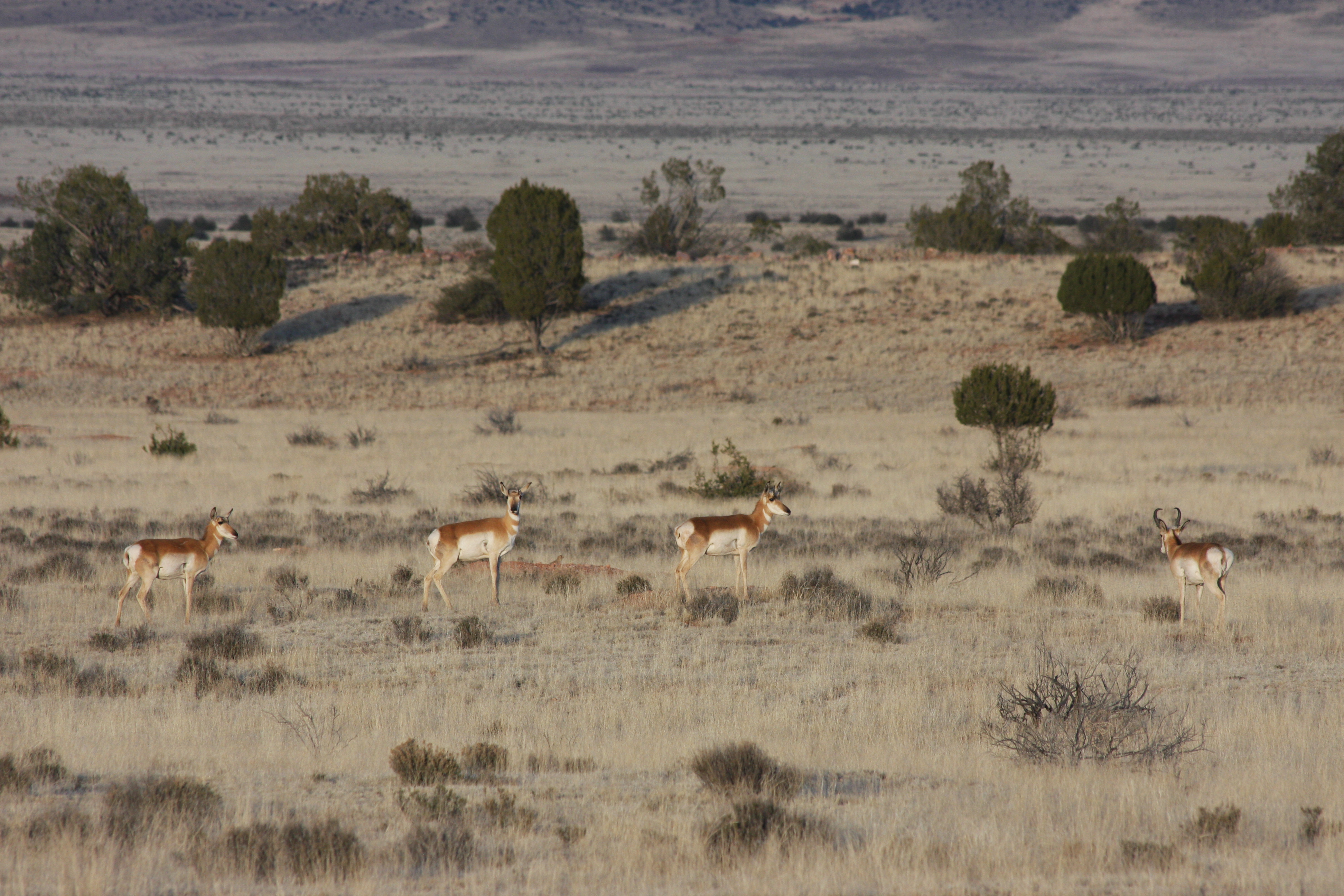 The Hard Work of Restoring Wildlife Corridors in New Mexico | Defenders ...