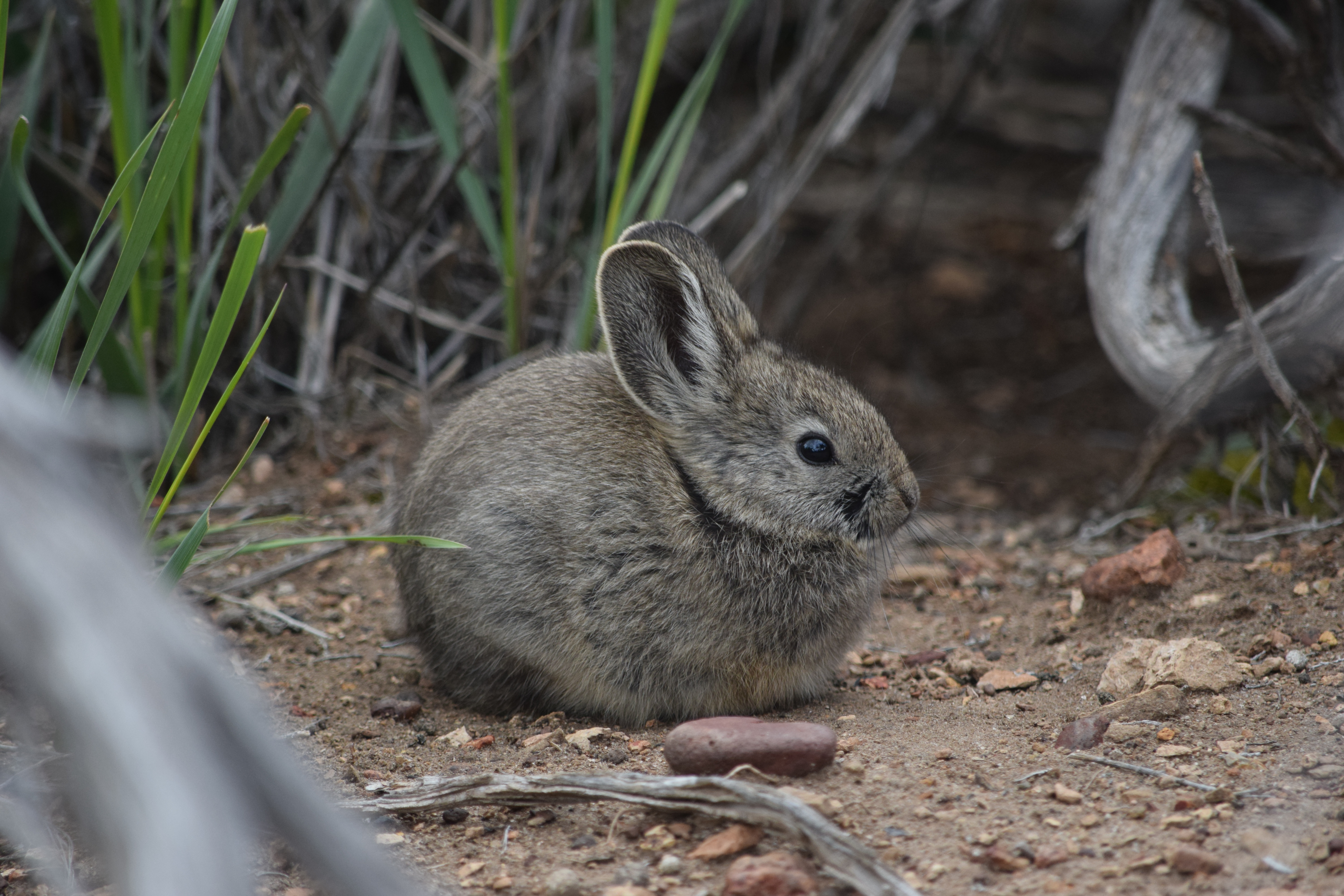 Petition Seeks to Protect Pygmy Rabbit Under Endangered Species Act ...