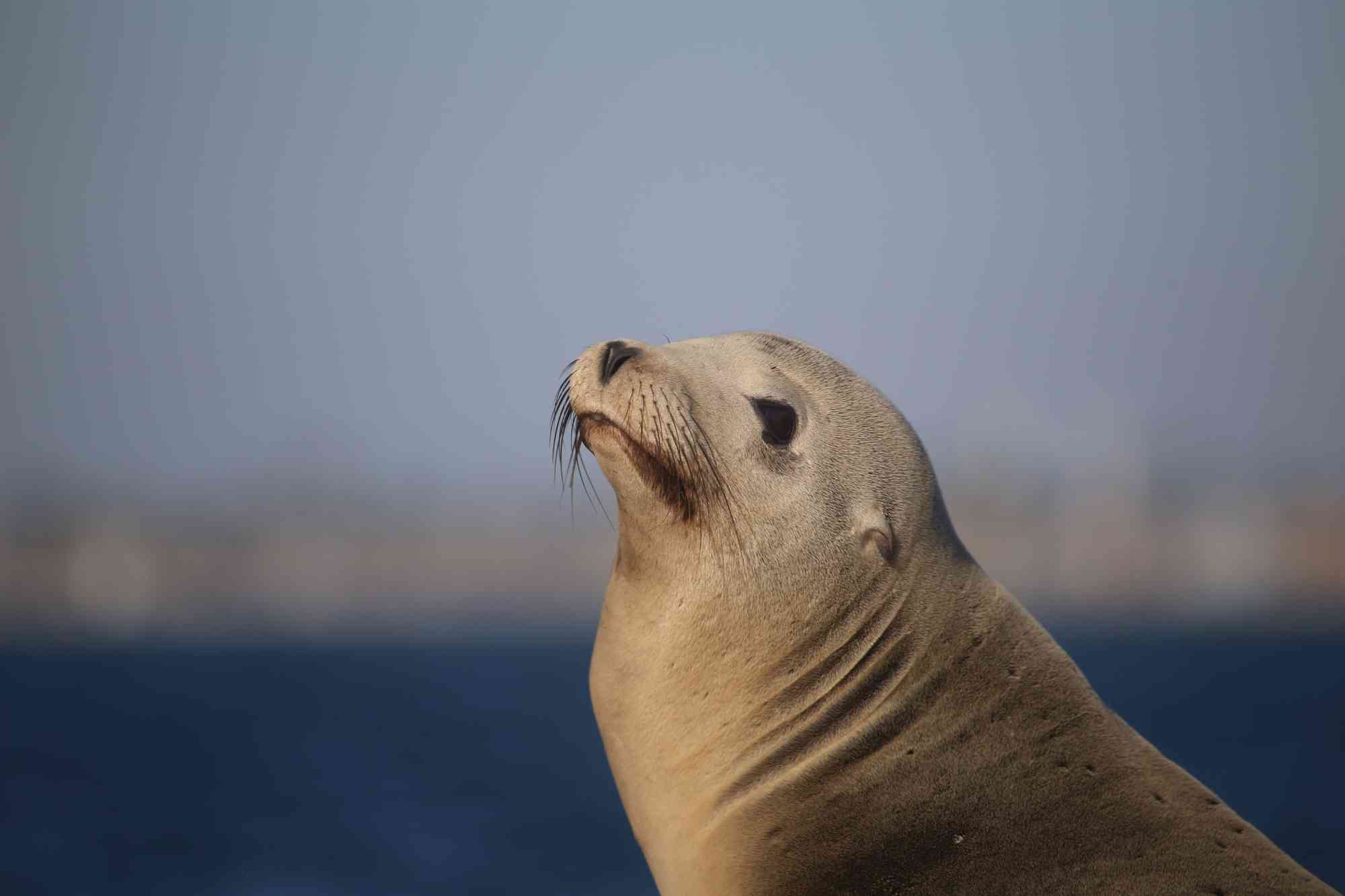 Stellar sea lion posing