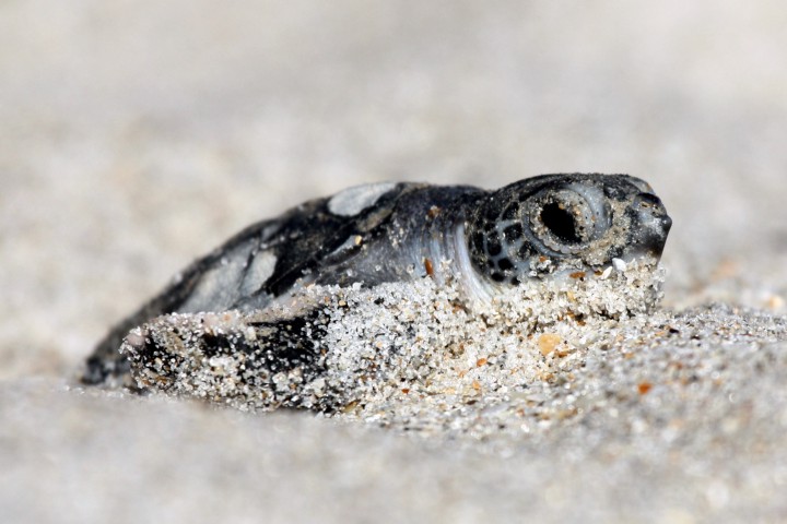 Green sea turtle hatchling at Archie Carr National Wildlife Refuge