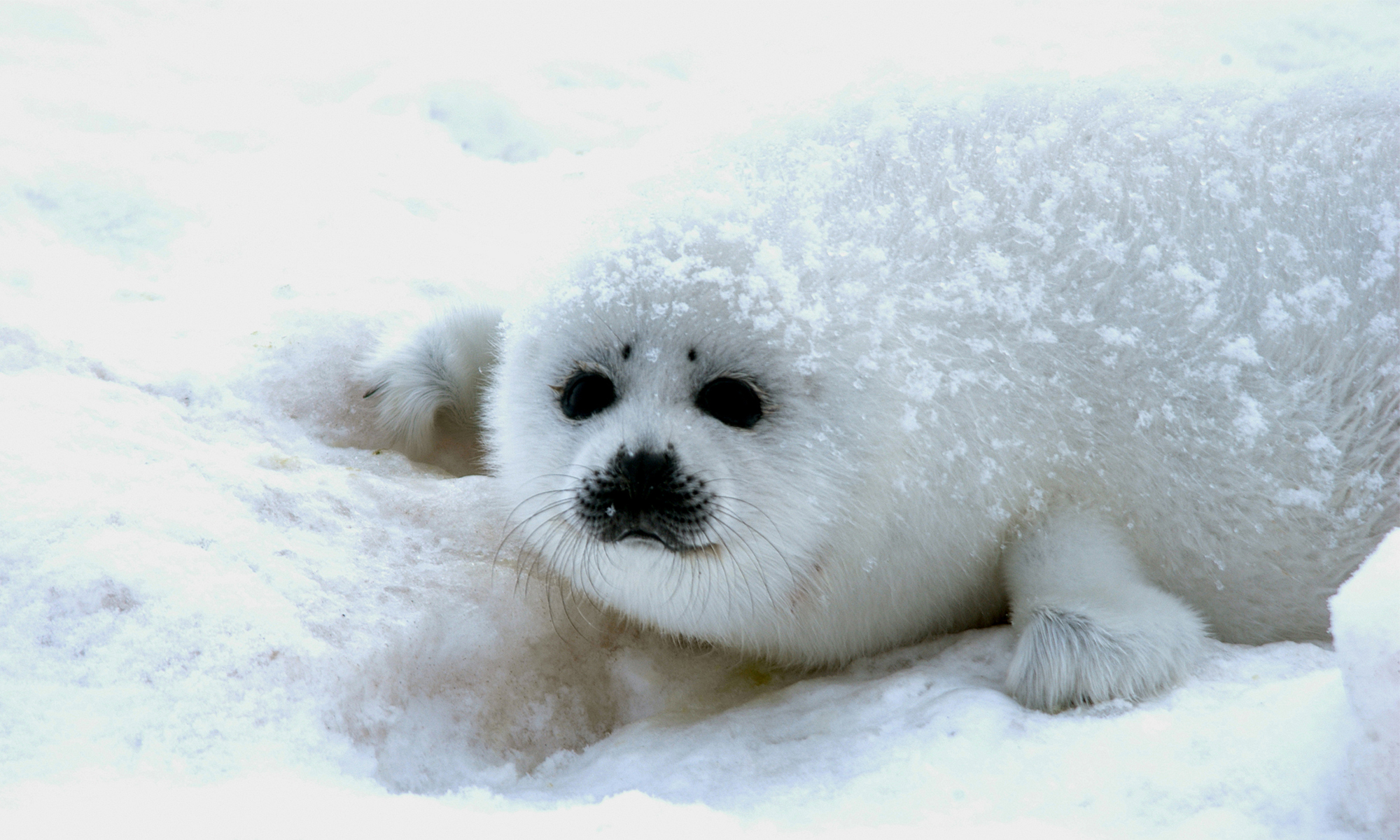 Baby Harp Seal