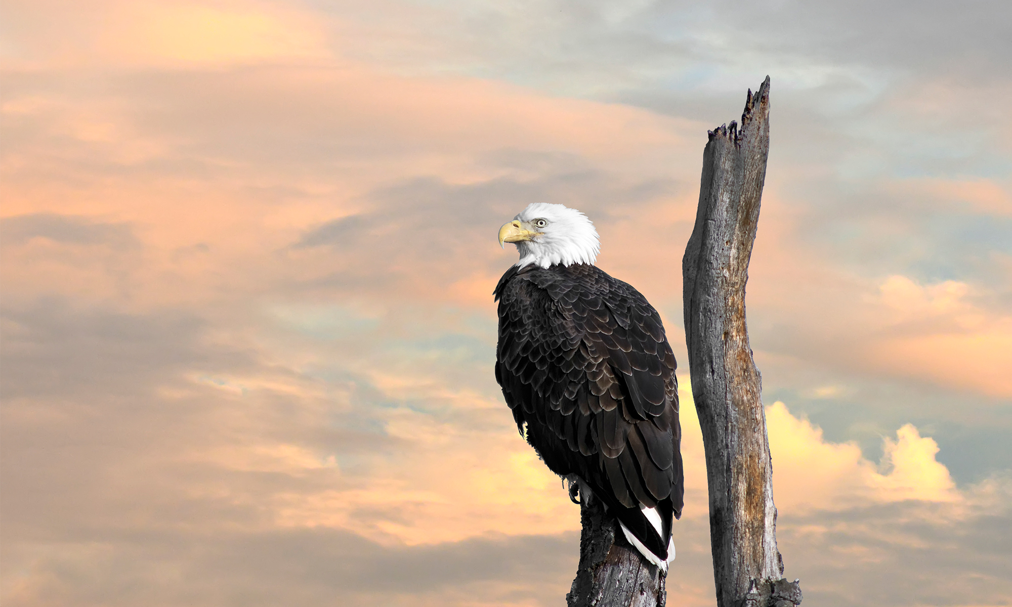 Bald Eagle at Sunset