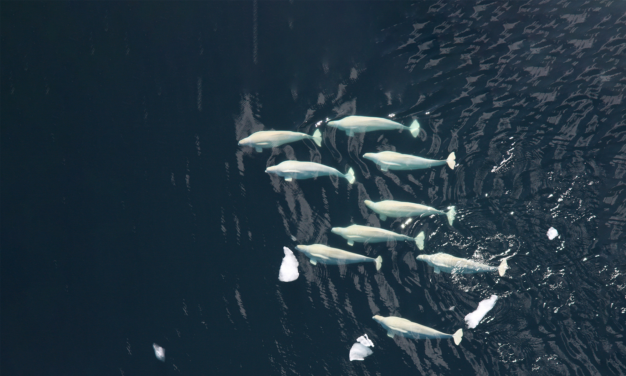 Beluga Whale Pod Chuckchi Sea