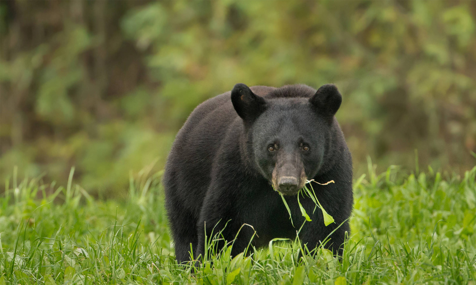 Black bear in the grass