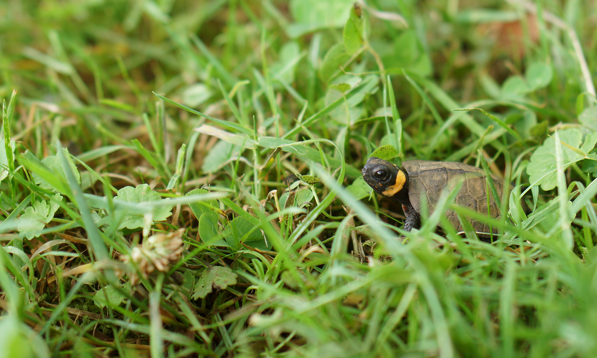 Young Bog Turtle in Grass