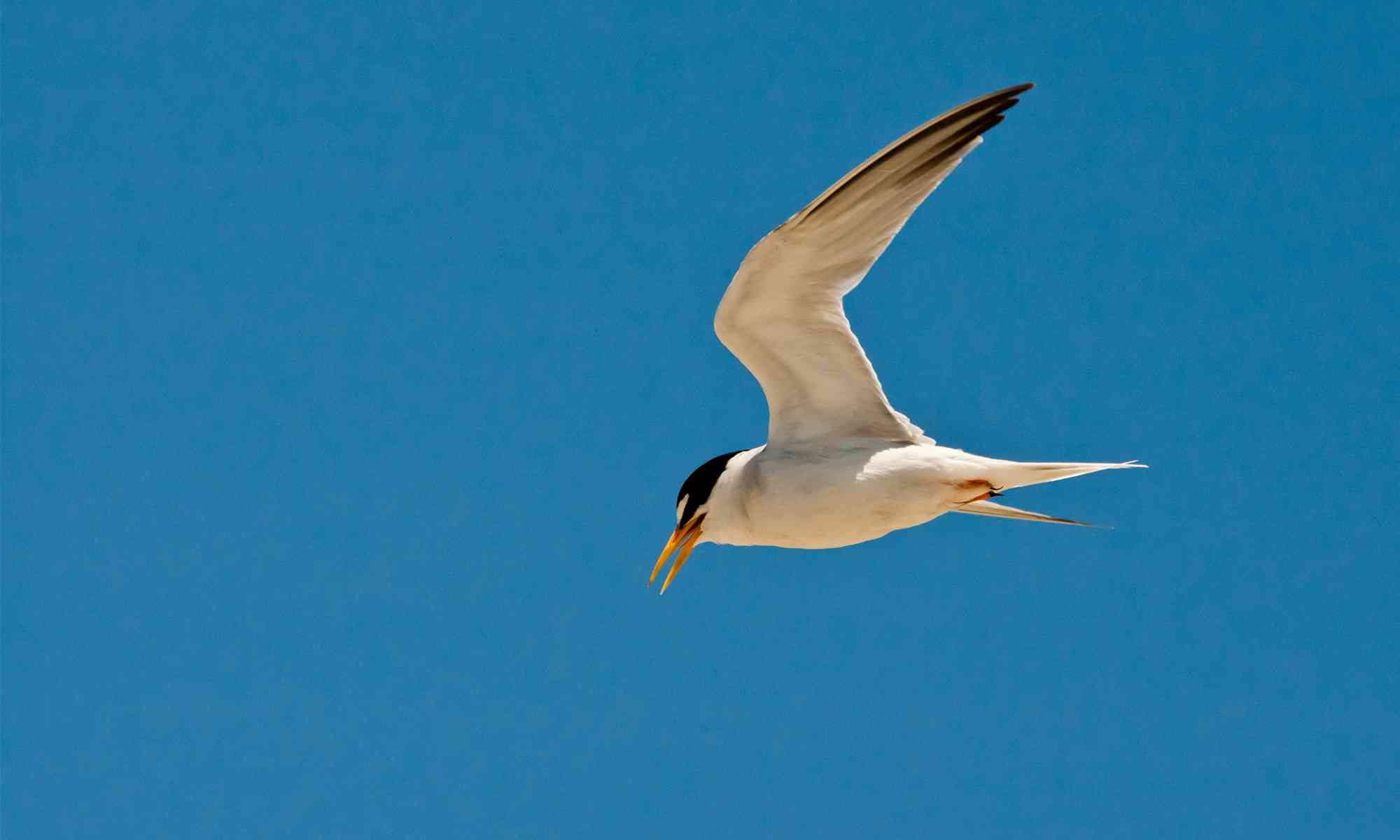 California Least tern adult