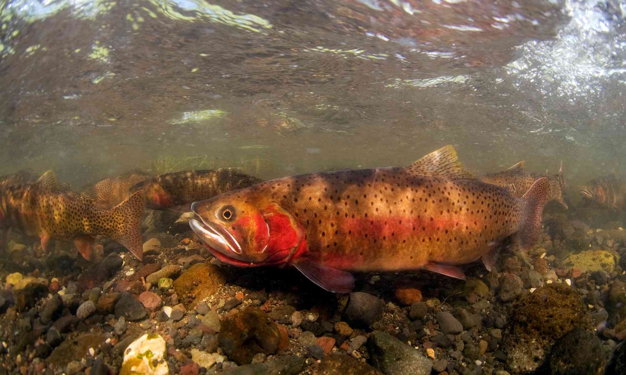 Spawning Cutthroat Trout