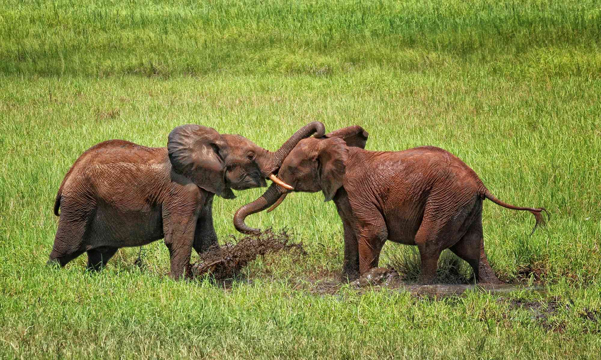 Little Elephants Playing