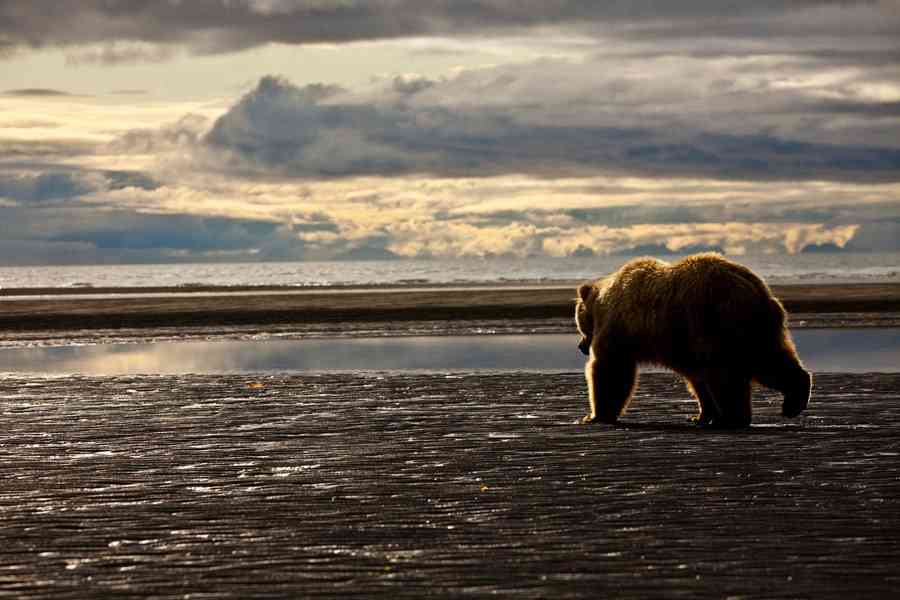 Grizzly Bear in Alaska