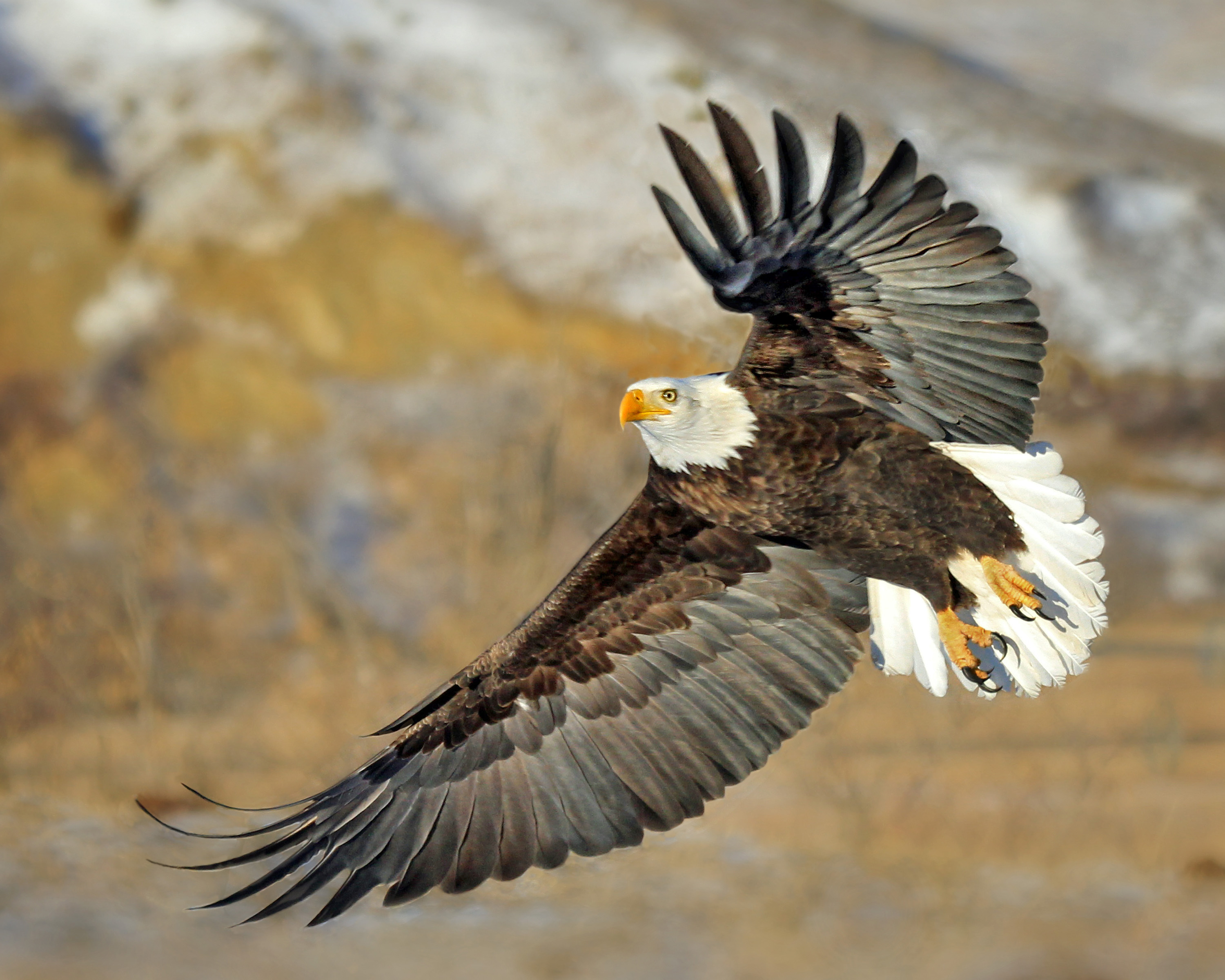 Bald Eagle