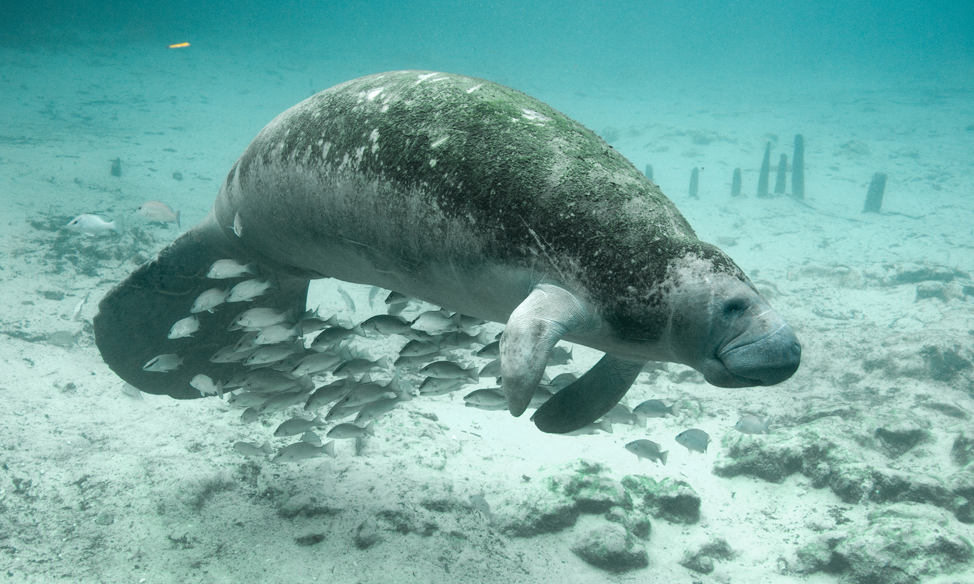 Florida Manatee Crystal River NWR