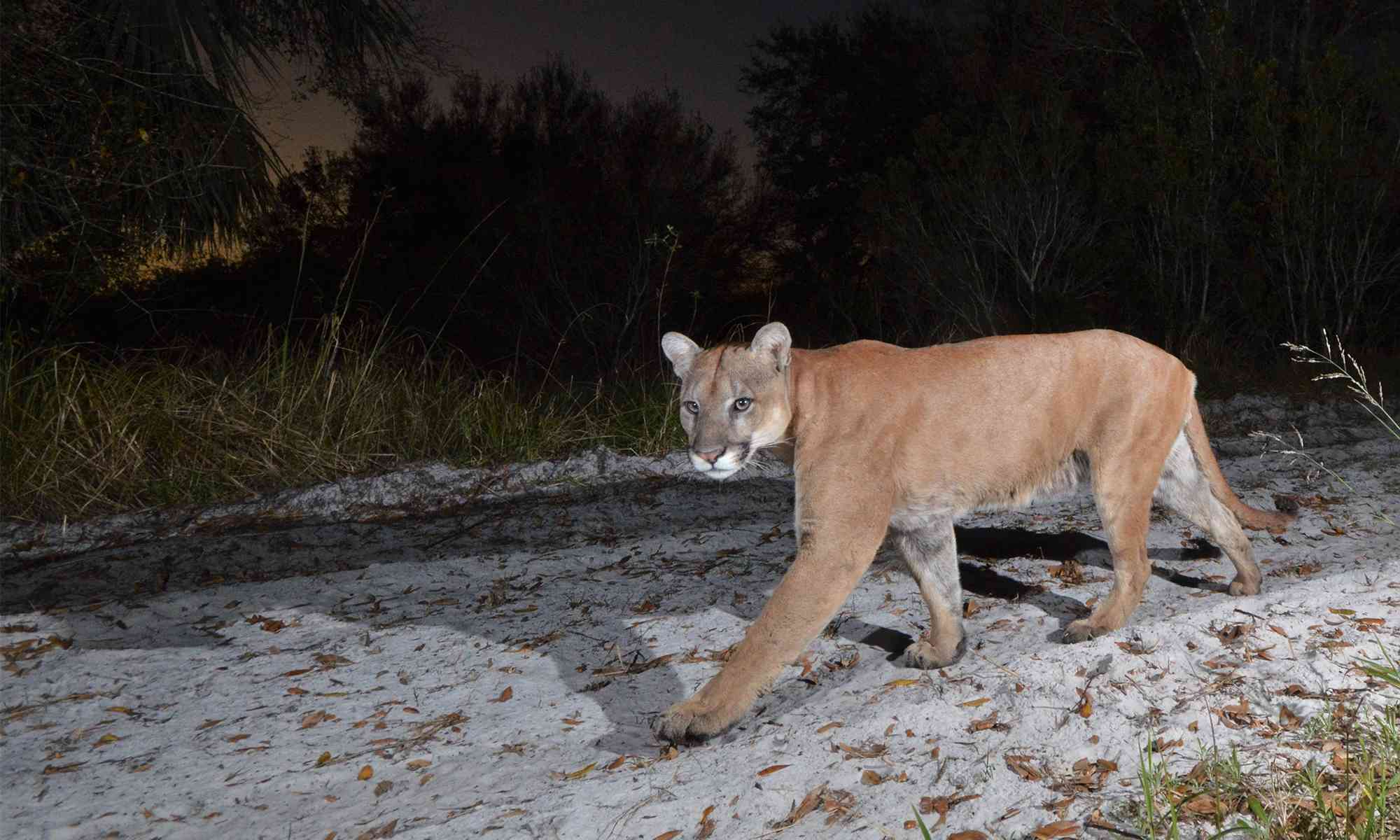 Florida Panther walking at night