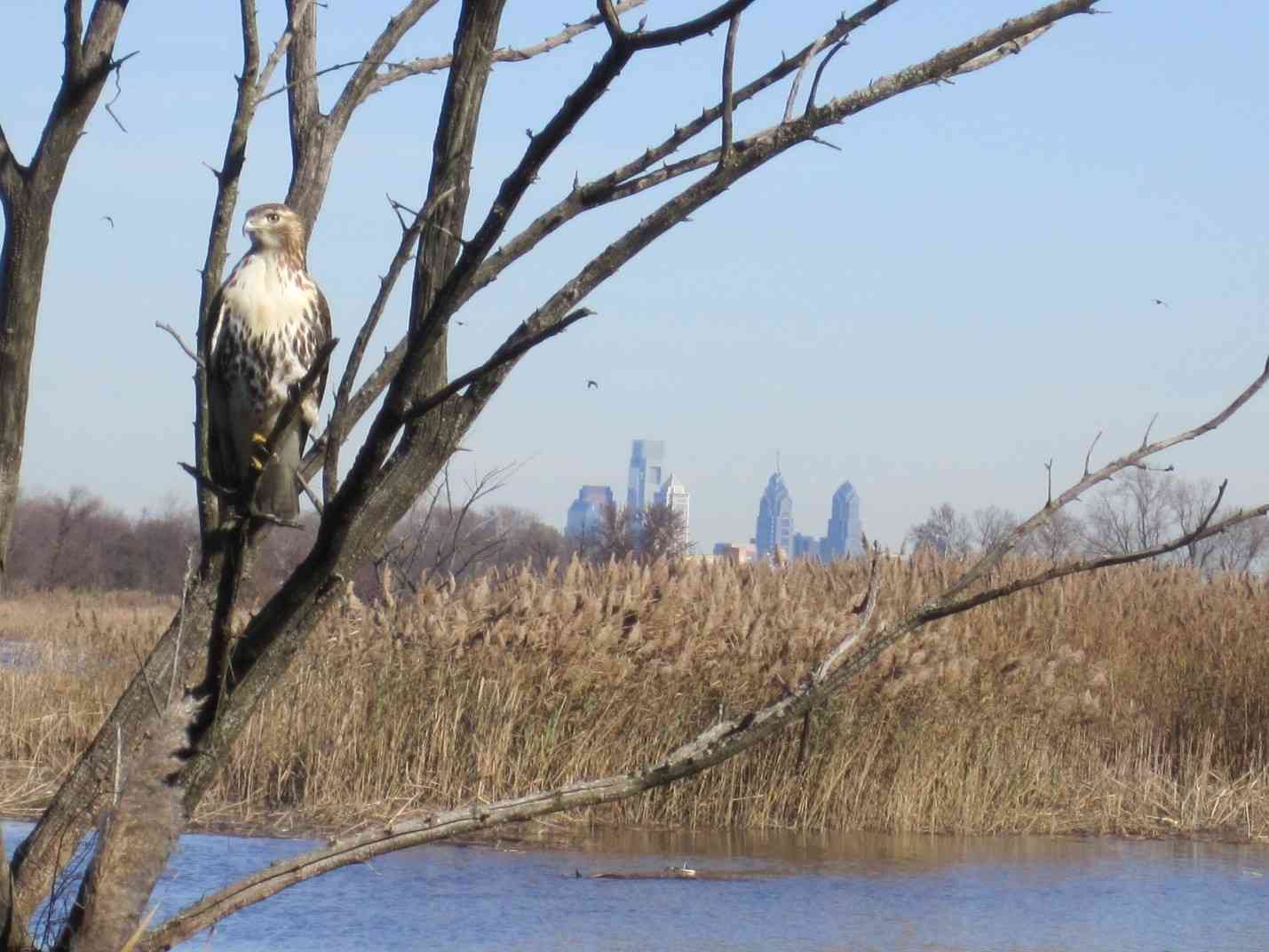 Overlooking the prominent Philadelphia skyline and a hawk from the John Heinz National Wildlife Refuge