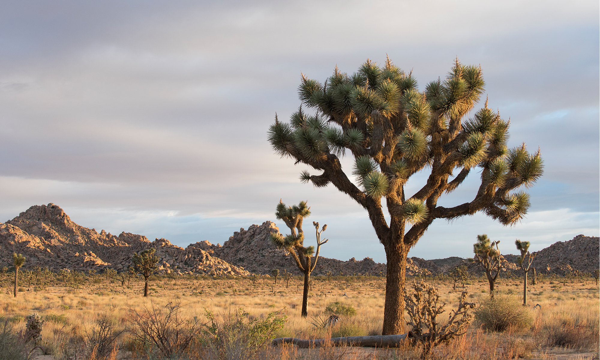 Joshua Tree NP